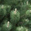 Oregon Green Austrian Pine #7 - Image 2